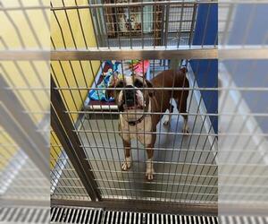 Boxer Dogs for adoption in Norfolk, VA, USA
