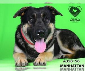 German Shepherd Dog Dogs for adoption in Stockton, CA, USA