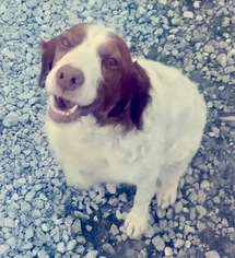 Brittany Dogs for adoption in Pacolet, SC, USA