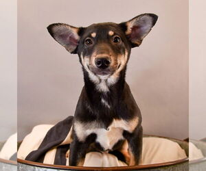Australian Kelpie-Australian Shepherd Mix Dogs for adoption in Sheridan, CO, USA