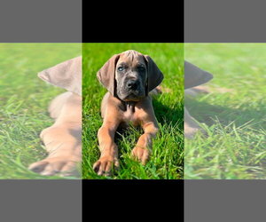 Great Dane Dogs for adoption in Alexander, AR, USA