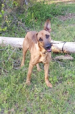 Shepradors Dogs for adoption in Social Circle, GA, USA