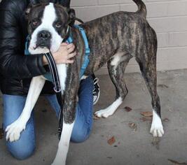 American Bulldog Dogs for adoption in Leonardtown, MD, USA