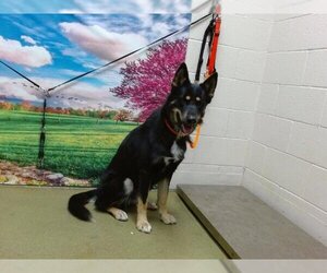 German Shepherd Dog-Unknown Mix Dogs for adoption in Moreno Valley, CA, USA