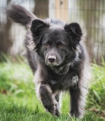 Australian Shepherd Dogs for adoption in Walnutport, PA, USA