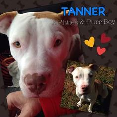 American Pit Bull Terrier-Unknown Mix Dogs for adoption in Baltimore, MD, USA