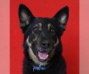 German Shepherd Dog-Unknown Mix Dogs for adoption in Eureka, CA, USA