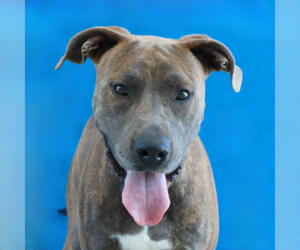 Mutt Dogs for adoption in Pasadena, CA, USA