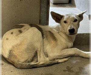 German Shepherd Dog-Unknown Mix Dogs for adoption in San Bernardino, CA, USA