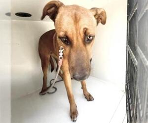Labrador Retriever-Unknown Mix Dogs for adoption in Houston, TX, USA
