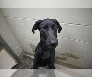 Labrador Retriever Dogs for adoption in Decatur, IL, USA