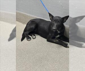 German Shepherd Dog-Unknown Mix Dogs for adoption in Las Vegas, NV, USA