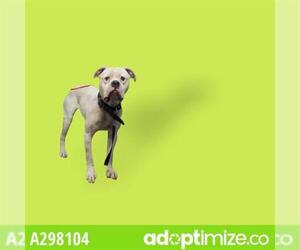 Bulloxer Dogs for adoption in Stockton, CA, USA
