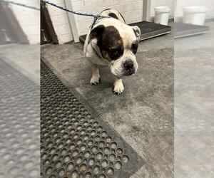 Bulldog Dogs for adoption in Stockton, CA, USA