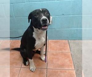 American Pit Bull Terrier Dogs for adoption in Downey, CA, USA