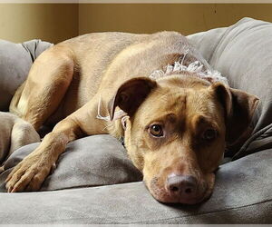 Labrador Retriever-Unknown Mix Dogs for adoption in Sacramento, CA, USA