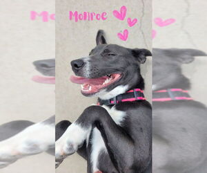 American Staffordshire Terrier-Bull Terrier Mix Dogs for adoption in Monte Vista, CO, USA