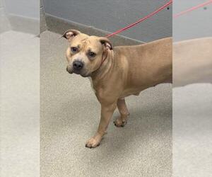 American Pit Bull Terrier-Unknown Mix Dogs for adoption in Las Vegas, NV, USA