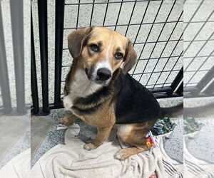 Beagle-Unknown Mix Dogs for adoption in Osgood, IN, USA