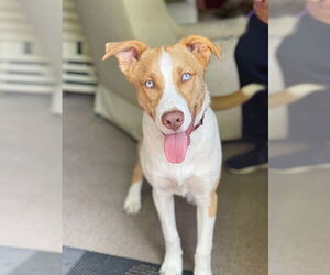 Collie-Unknown Mix Dogs for adoption in Genesee, WI, USA