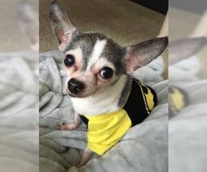 Chihuahua Dogs for adoption in Bellbrook, OH, USA