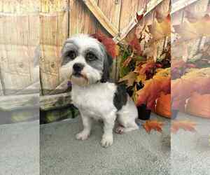 Shih Tzu-Unknown Mix Dogs for adoption in Mukwonago, WI, USA