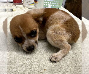 Chihuahua-Unknown Mix Dogs for adoption in Chico, CA, USA