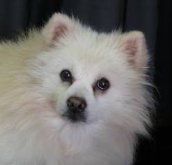 American Eskimo Dog Dogs for adoption in REDDING, CA, USA