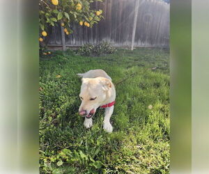 Cardigan Welsh Corgi-Labrador Retriever Mix Dogs for adoption in San Jose, CA, USA