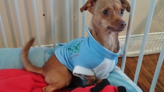 Chihuahua-Unknown Mix Dogs for adoption in Midway City, CA, USA