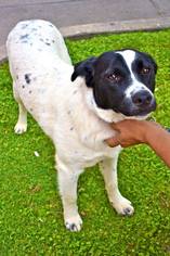 Border Collie-English Springer Spaniel Mix Dogs for adoption in Von Ormy, TX, USA