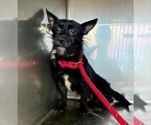 Mutt Dogs for adoption in Woodland, CA, USA