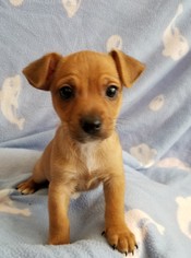 Miniature Pinscher-Unknown Mix Dogs for adoption in Stockton, CA, USA