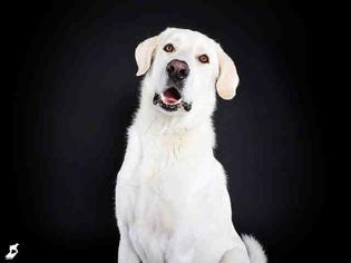 Medium Photo #1 Labrador Retriever-Unknown Mix Puppy For Sale in Hamilton, MT, USA