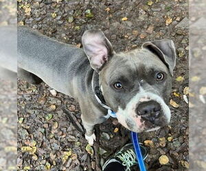 American Staffordshire Terrier Dogs for adoption in Stckton, CA, USA