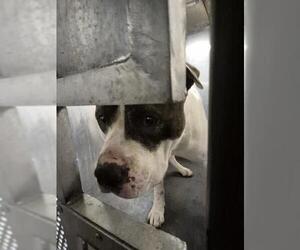 American Staffordshire Terrier-Unknown Mix Dogs for adoption in San Antonio, TX, USA