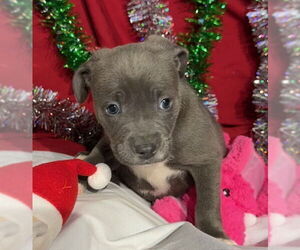 American Bulldog-Labrador Retriever Mix Dogs for adoption in Tarrytown, GA, USA