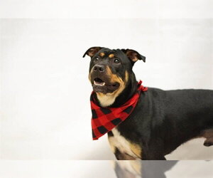 Rottweiler-Unknown Mix Dogs for adoption in Sanford, FL, USA