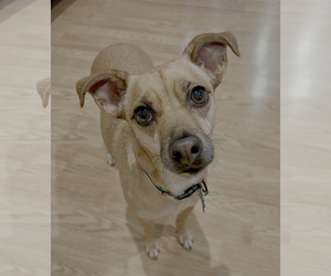 Mutt Dogs for adoption in Bellevue, WA, USA