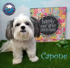 Havanese Dogs for adoption in Arcadia, FL, USA