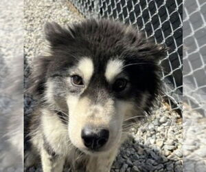 Huskies -Pomeranian Mix Dogs for adoption in Canton, CT, USA