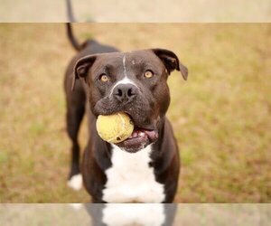 Bullypit Dogs for adoption in Grovetown, GA, USA