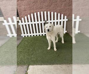 Great Pyrenees Dogs for adoption in Modesto, CA, USA