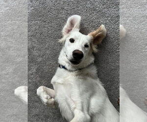 Brittany-Unknown Mix Dogs for adoption in Mundelein, IL, USA