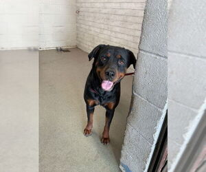 Rottweiler Dogs for adoption in San Bernardino, CA, USA