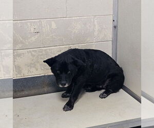 Mutt Dogs for adoption in Glen Allen, VA, USA