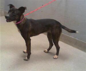 American Pit Bull Terrier-Unknown Mix Dogs for adoption in Las Vegas, NV, USA