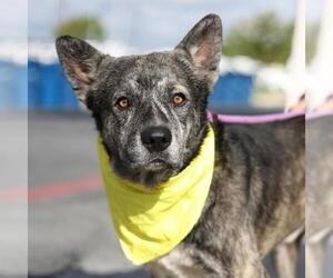 Mutt Dogs for adoption in San Antonio, TX, USA