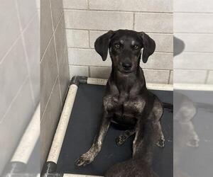 Unknown-Weimaraner Mix Dogs for adoption in Stockton, CA, USA