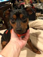 Miniature Pinscher Dogs for adoption in Centreville, VA, USA